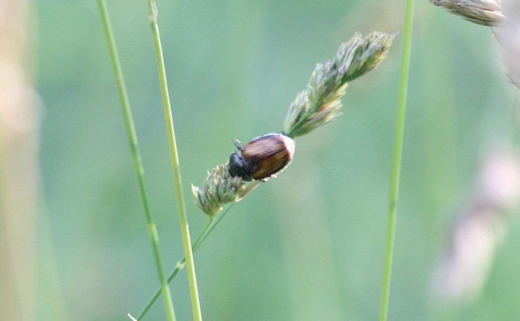Anisoplia tempestiva - gabonaszipoly