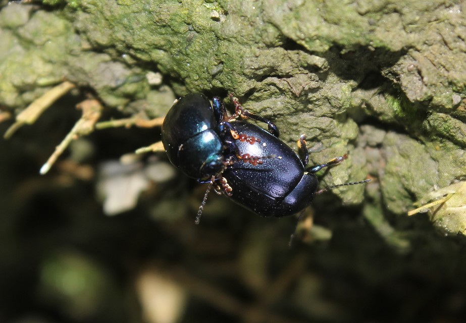 Chrysolina sturmi - vöröslábú levelész