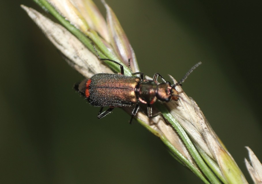 Malachius bipustulatus - kétfoltos bibircsesbogár