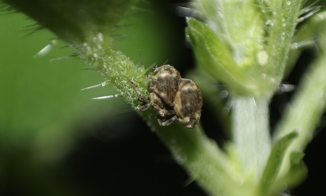 Nedyus quadrimaculatus - közönséges csalánormányos