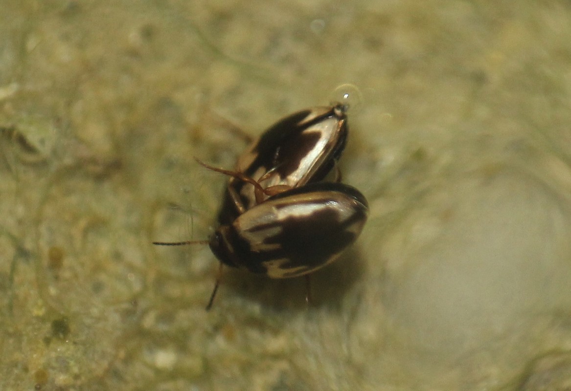 Hydroglyphus geminus - gyakori paránycsíkbogár