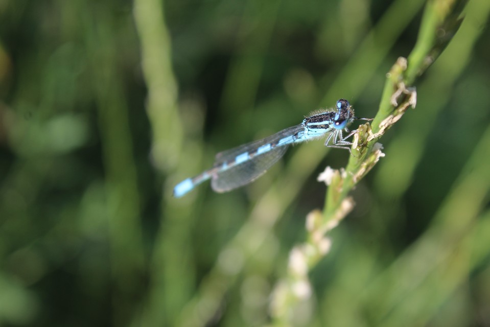 Coenagrion scitulum - mediterrán légivadász