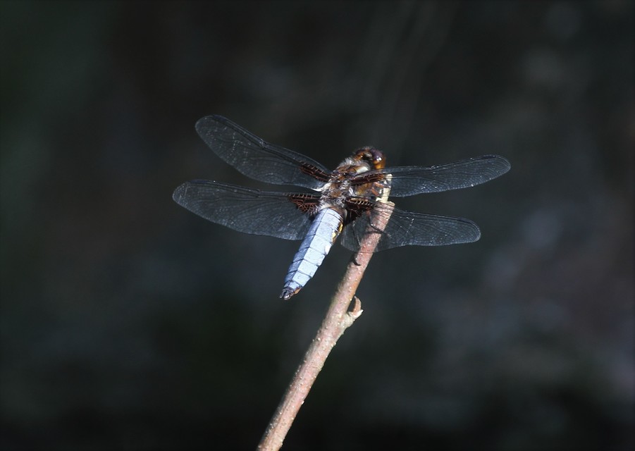 Libellula depressa - széles laposacsa