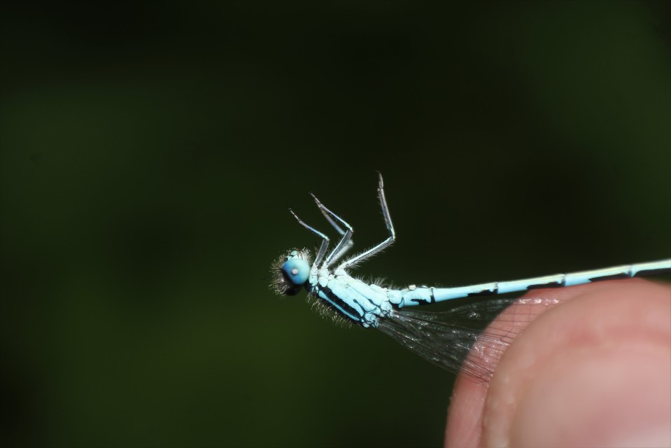 Coenagrion scitulum - mediterrán légivadász