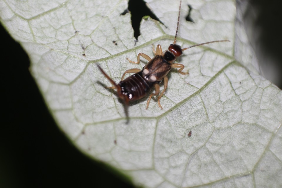Forficula auricularia - közönséges fülbemászó