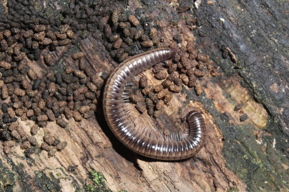Diplopoda - Ikerszelvényesek