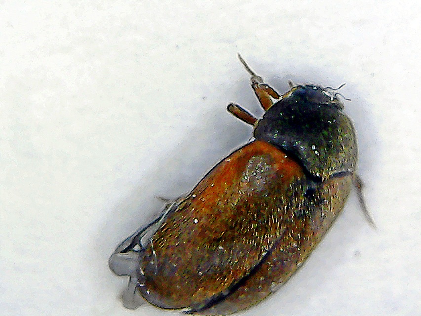 Attagenus smirnovi - afrikai szűcsbogár