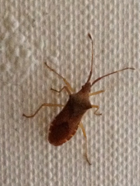 Gonocerus acuteangulatus - aranypetés karimáspoloska