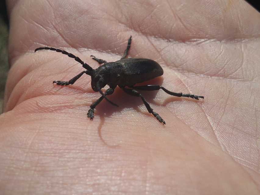 Dorcadion aethiops - fekete gyalogcincér