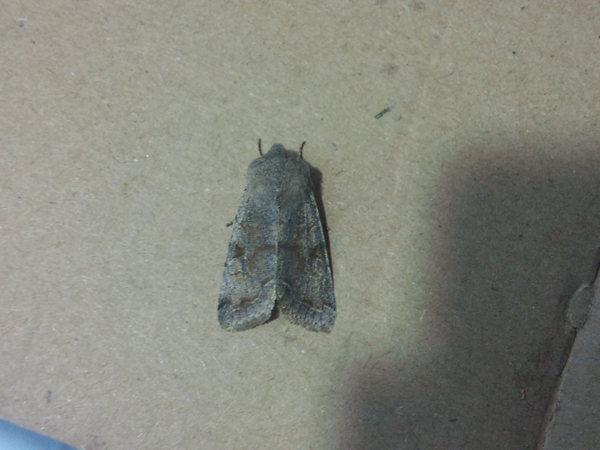 Orthosia incerta - változékony barkabagoly