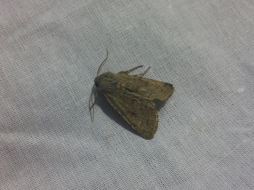 Orthosia incerta - változékony barkabagoly