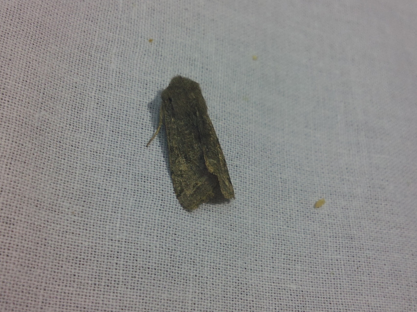 Orthosia incerta - változékony barkabagoly