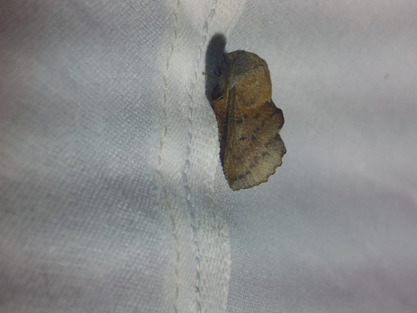 Phyllodesma tremulifolia - nyárlevélpohók