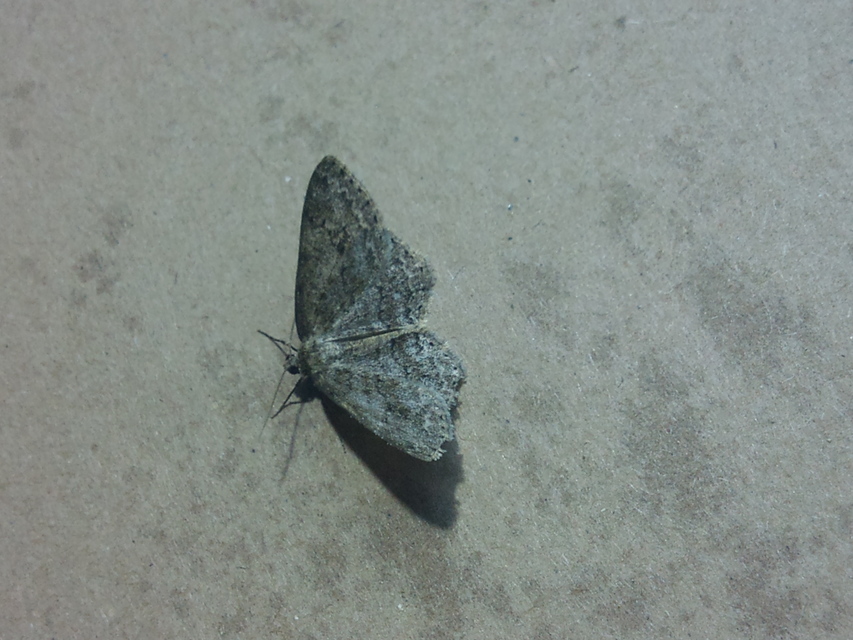 Ectropis crepuscularia - avararaszoló