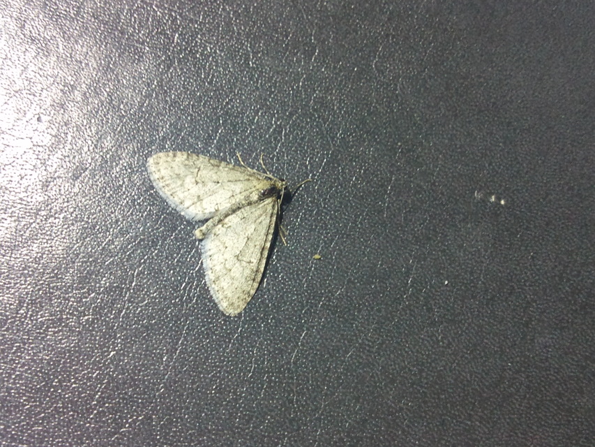Trichopteryx carpinata - nyárfa-lebenyesaraszoló