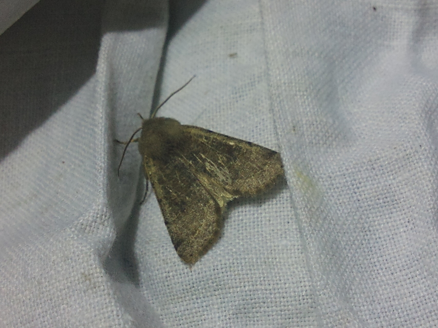 Orthosia incerta - változékony barkabagoly