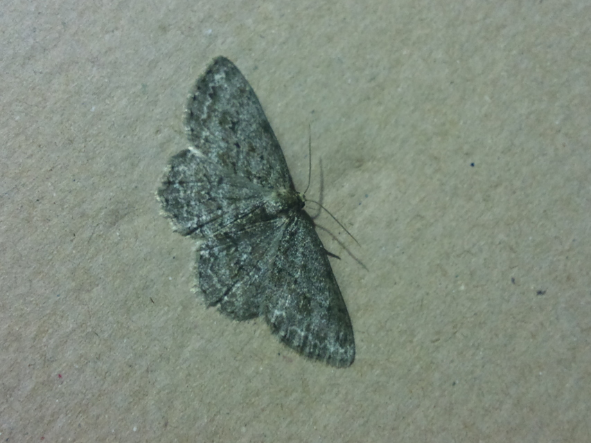 Ectropis crepuscularia - avararaszoló