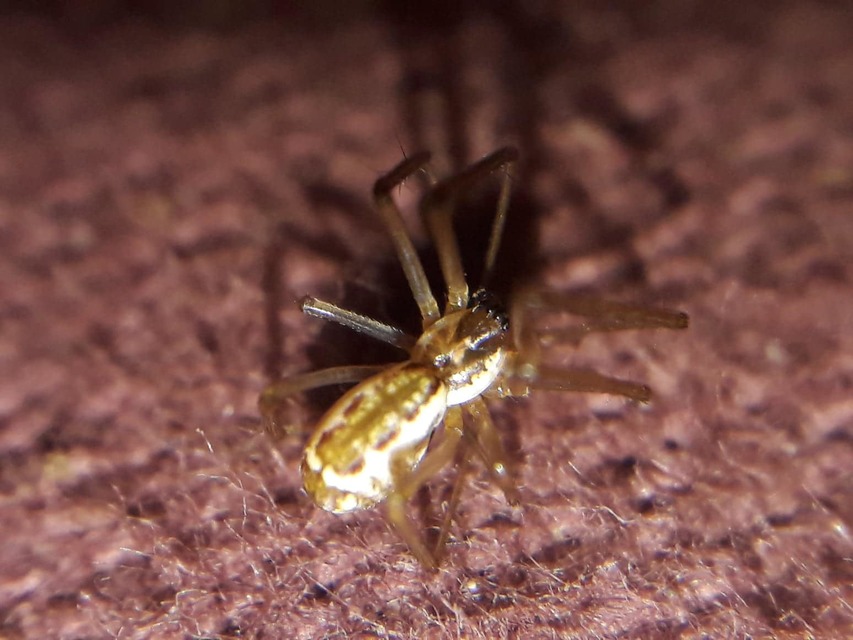 Neriene radiata - szegélyes vitorláspók