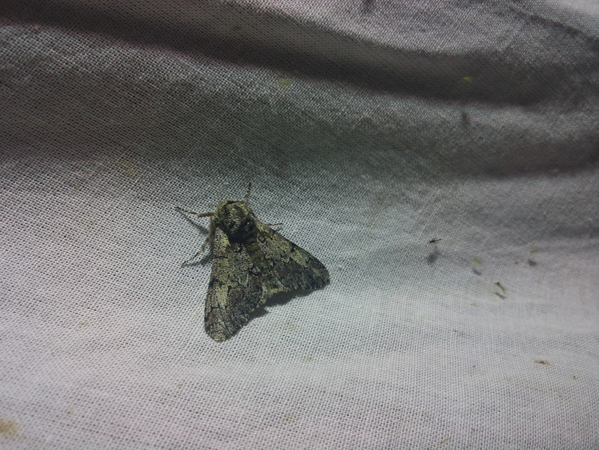 Biston strataria - barnapettyes araszoló