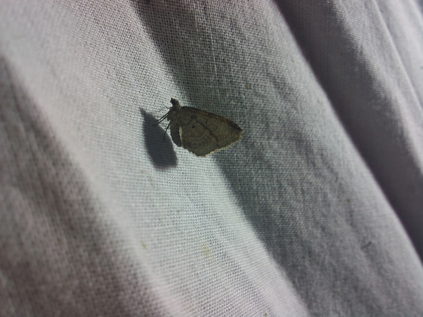 Costaconvexa polygrammata - soksávú araszoló