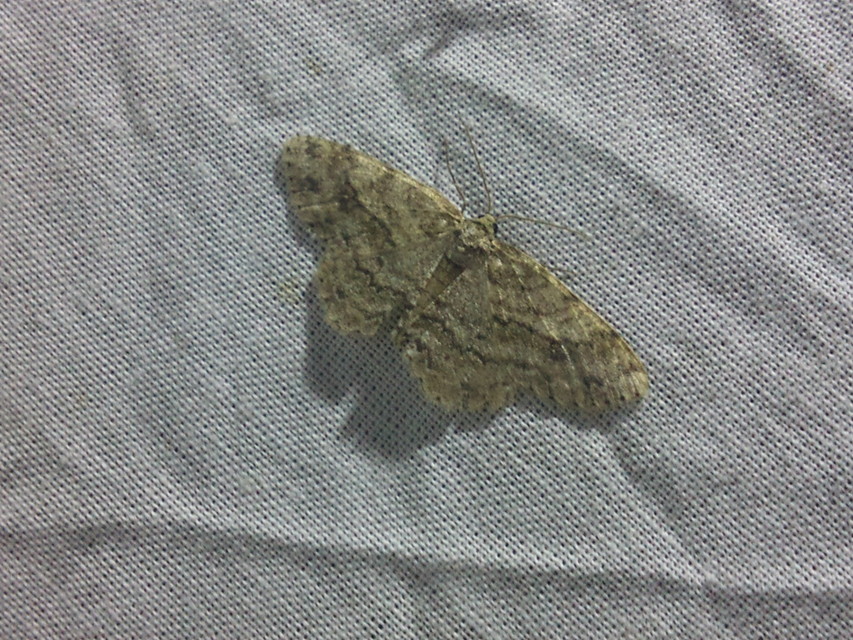 Ectropis crepuscularia - avararaszoló