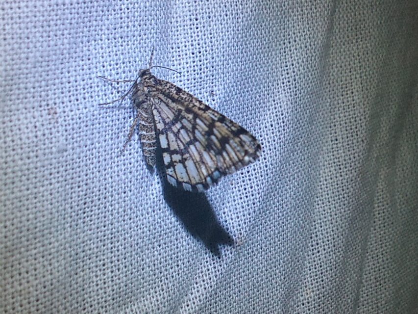 Chiasmia clathrata - rácsos rétiaraszoló