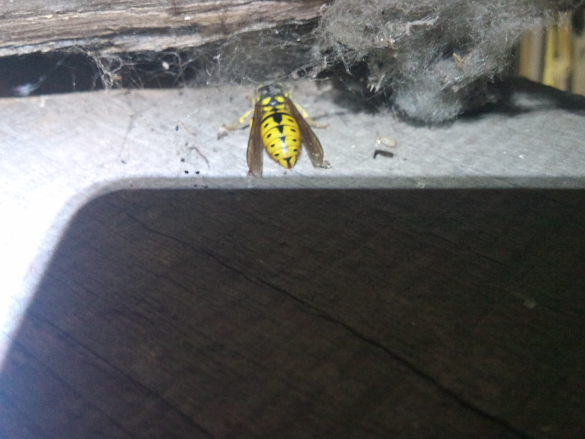 Vespula germanica - német darázs