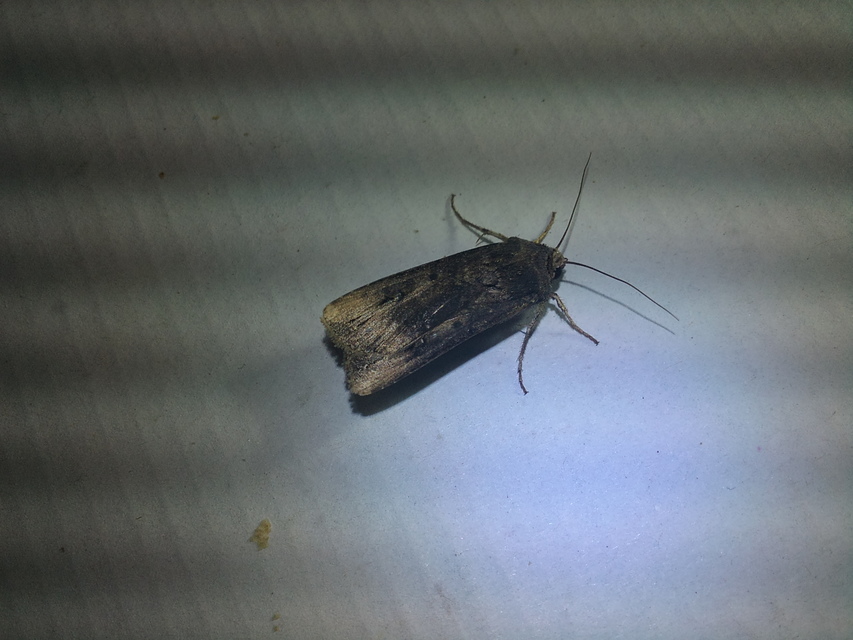 Agrotis ipsilon - nagy földibagoly