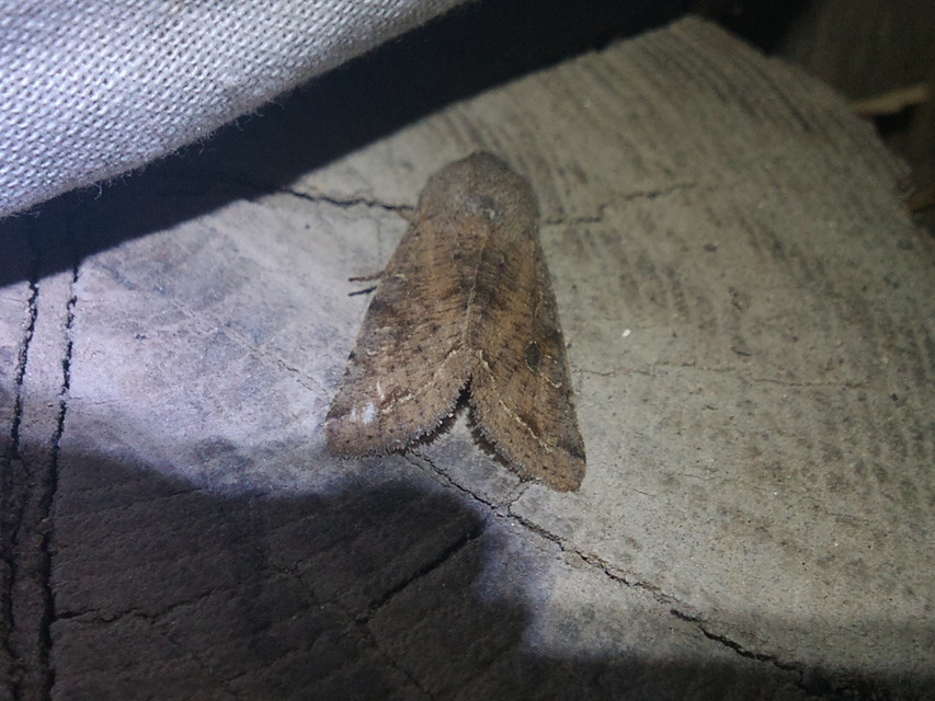 Orthosia incerta - változékony barkabagoly