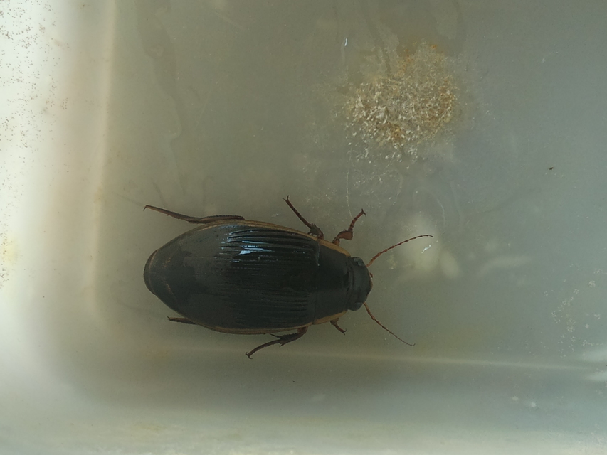 Dytiscus dimidiatus - tompacsípős csíkbogár