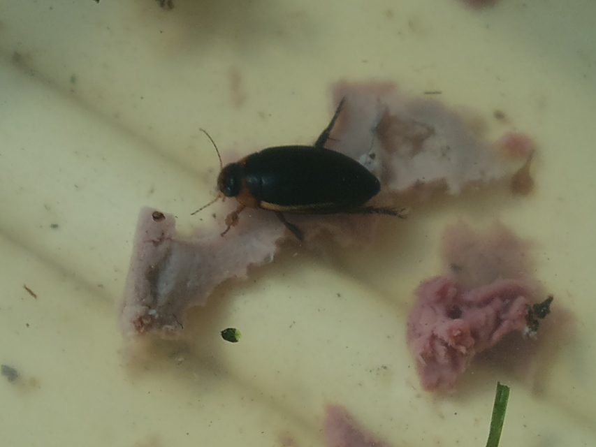 Hydaticus seminiger - fekete mocsáricsíkbogár