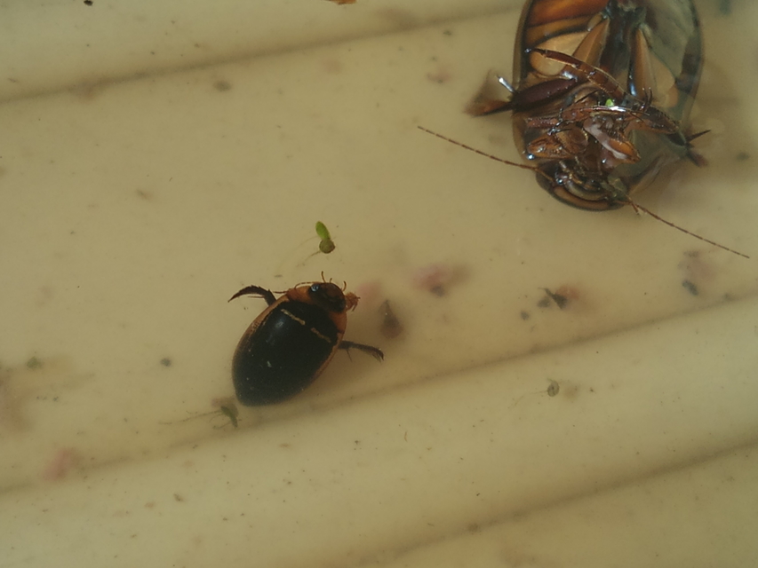 Hydaticus transversalis - harántsávos mocsáricsíkbogár