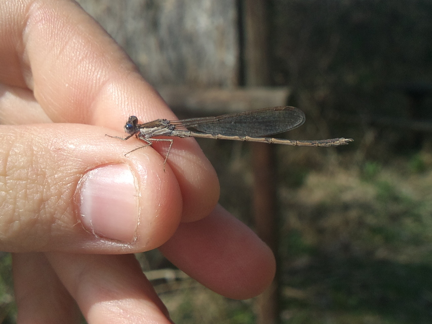Sympecma fusca - téli rablószitakötő