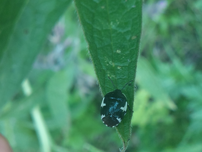 Tritomegas sexmaculatus - hatfoltos földipoloska