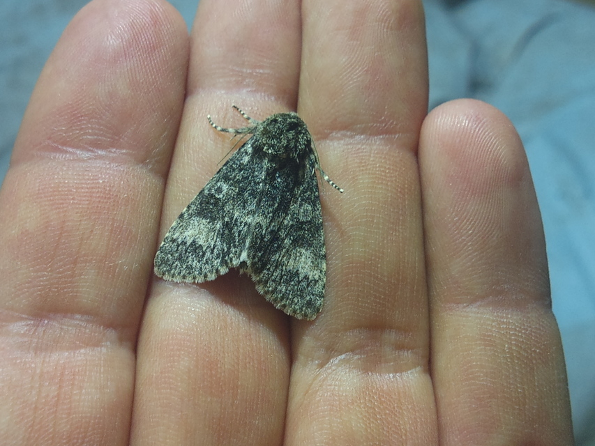 Acronicta megacephala - nagyfejű szigonyosbagoly