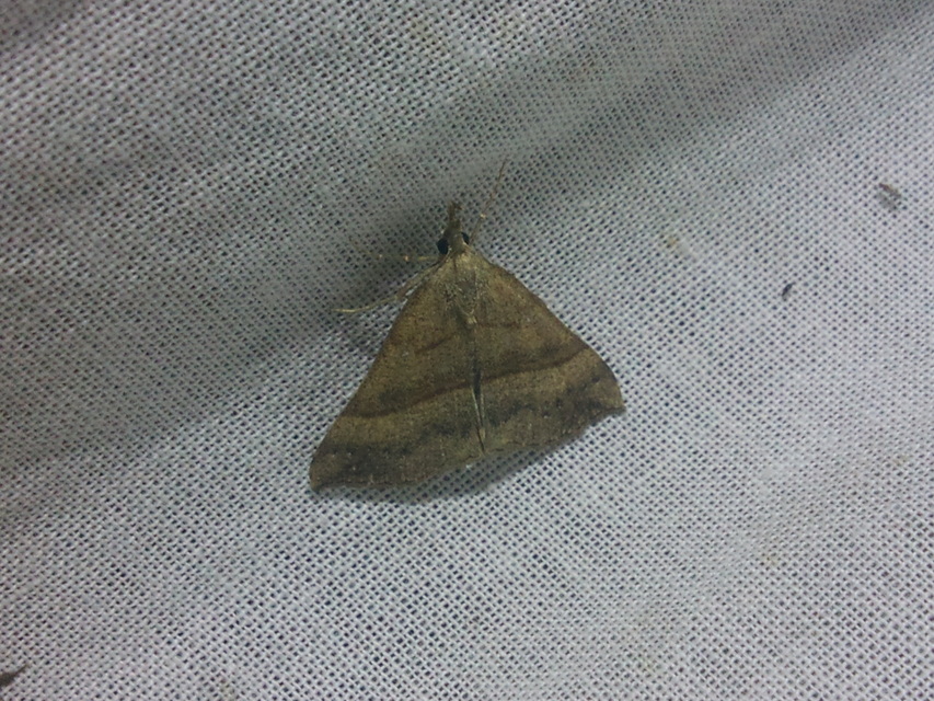 Hypena proboscidalis - ormányos karcsúbagoly