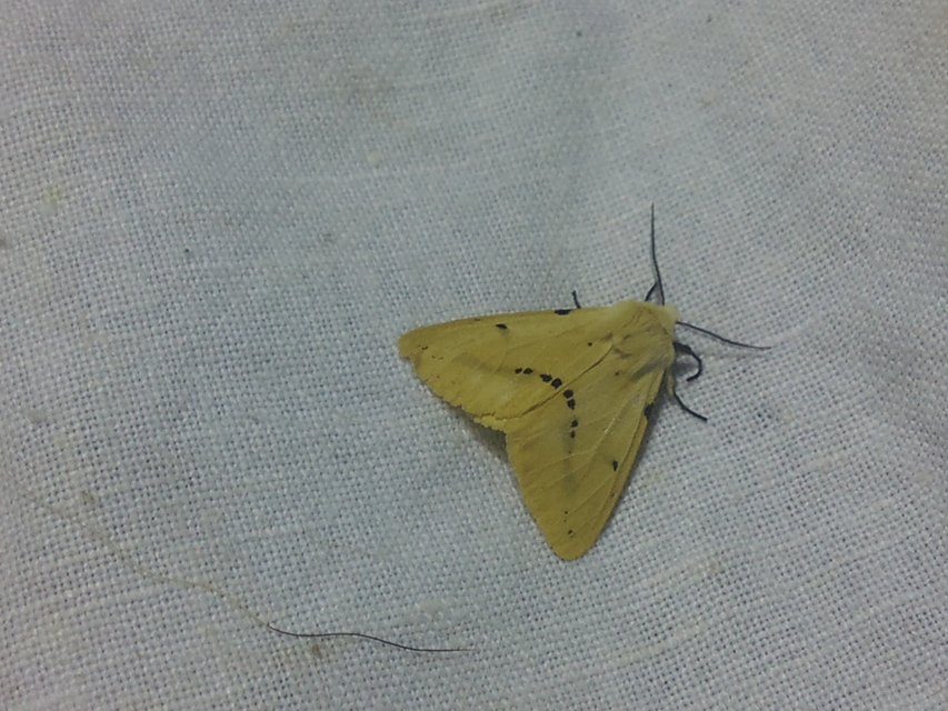 Spilarctia lutea - sárgás medvelepke