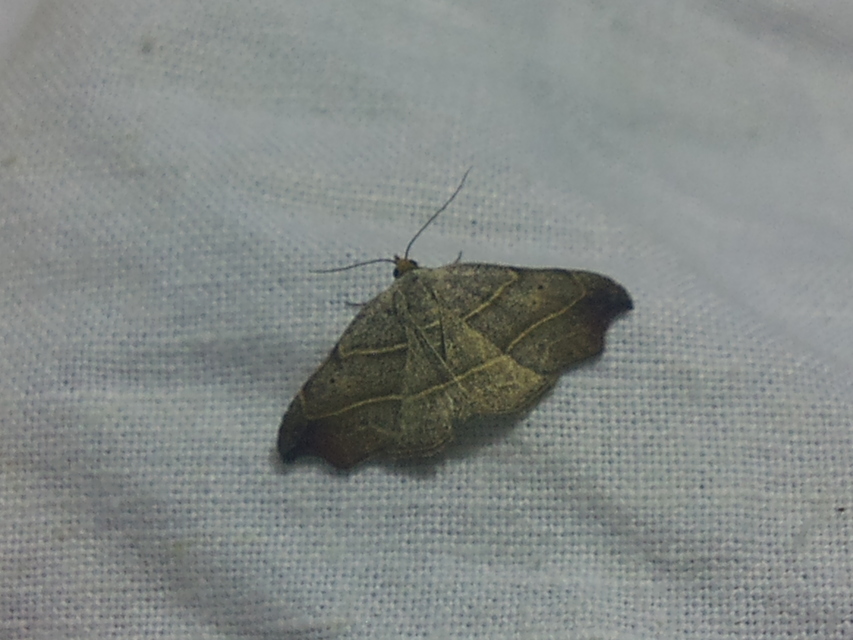 Laspeyria flexula - zuzmóbagoly