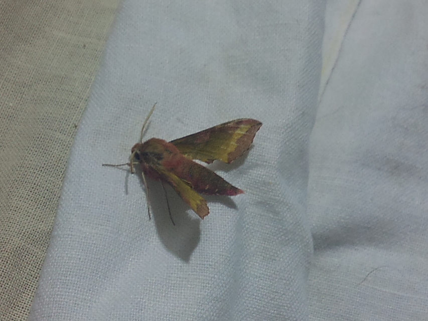 Deilephila porcellus - piros szender