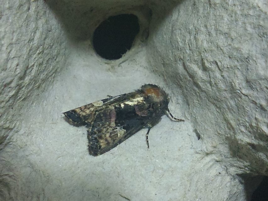 Euplexia lucipara - szeder-csipkésbagoly