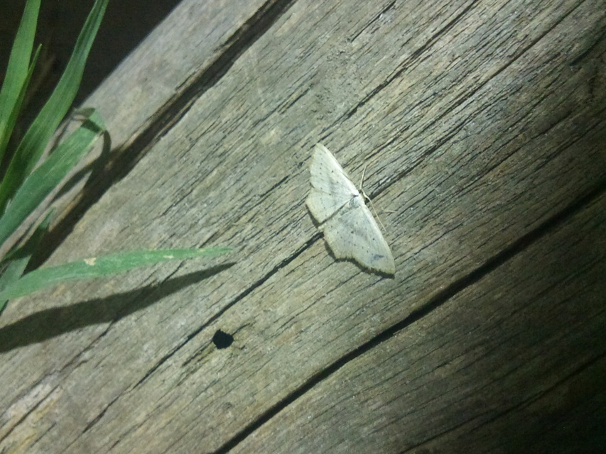 Scopula flaccidaria - alföldi sávosaraszoló