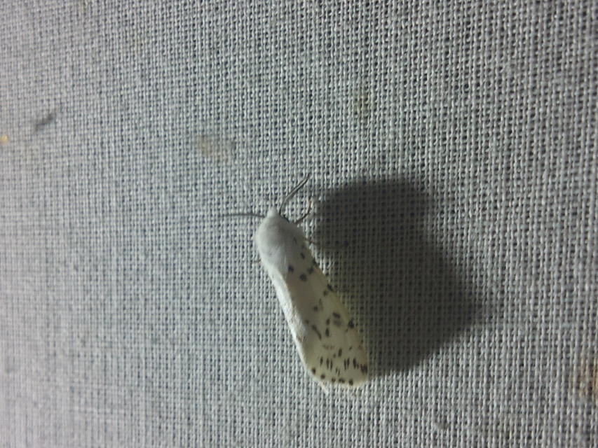 Hyphantria cunea - amerikai fehér medvelepke