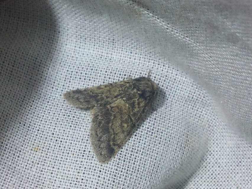 Gluphisia crenata - kormos púposszövő
