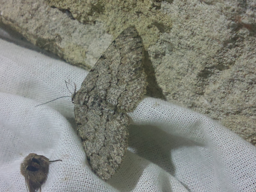 Ectropis crepuscularia - avararaszoló