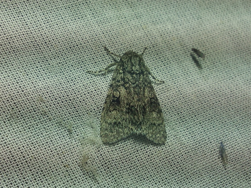 Acronicta megacephala - nagyfejű szigonyosbagoly