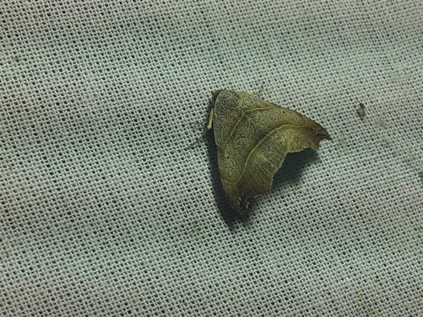 Laspeyria flexula - zuzmóbagoly