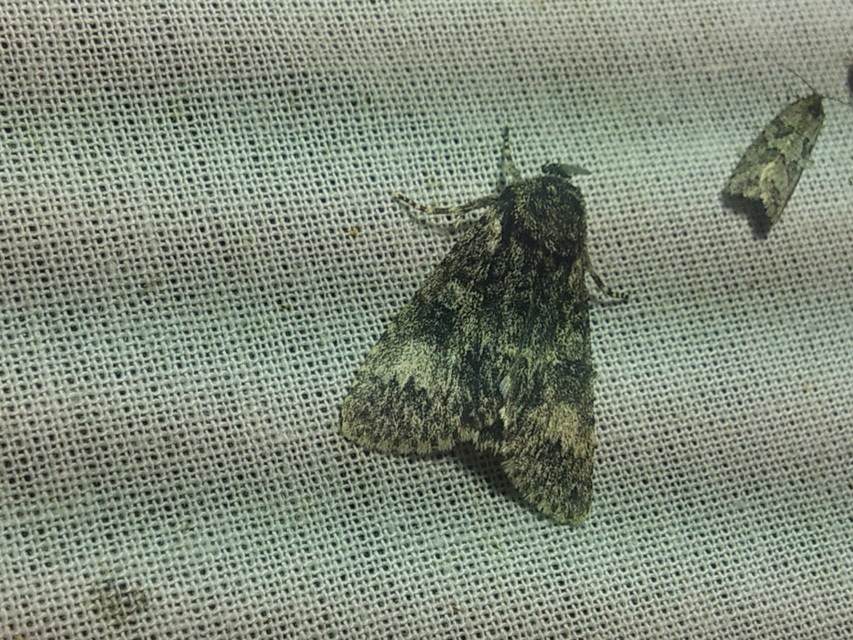 Acronicta megacephala - nagyfejű szigonyosbagoly