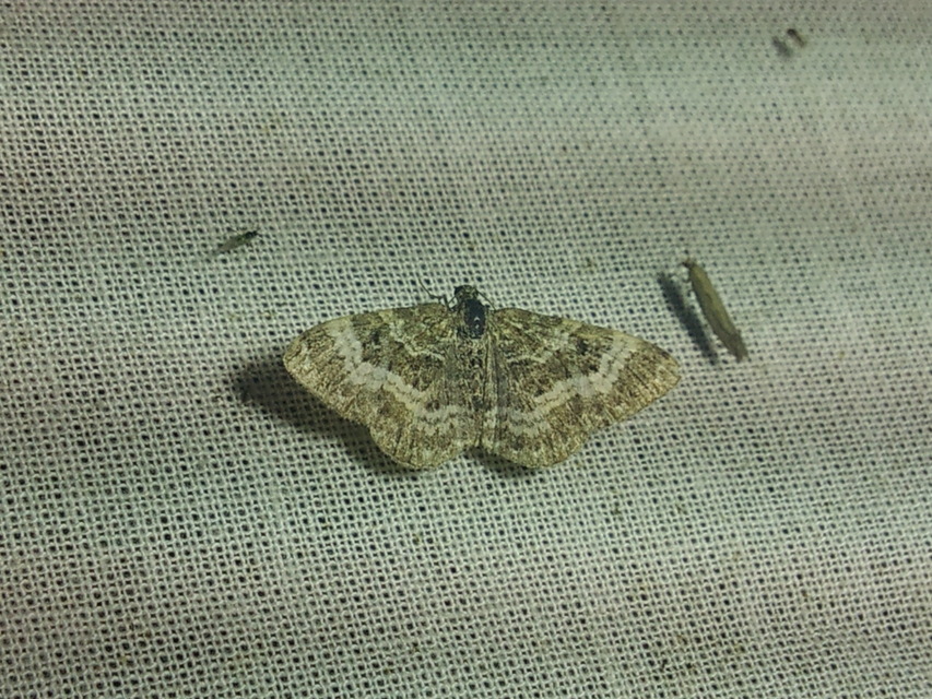 Epirrhoe tristata - gyászos tarkaaraszoló