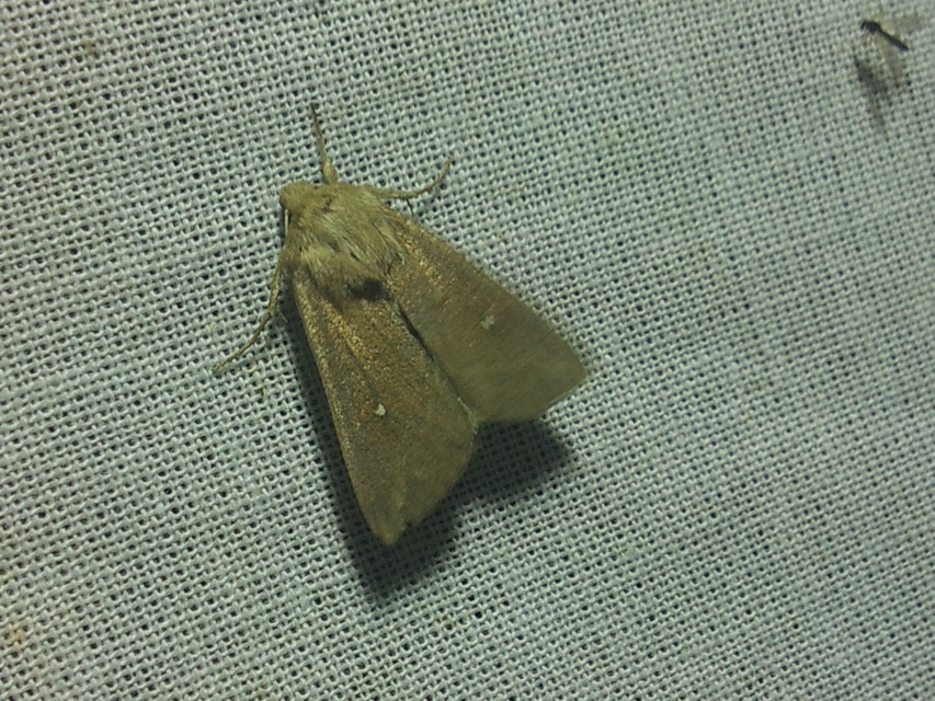Mythimna albipuncta - fehérpettyes rétibagoly