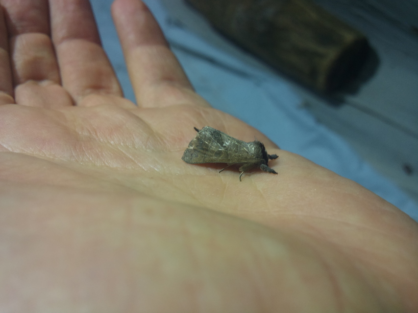 Clostera pigra - apró levélszövő